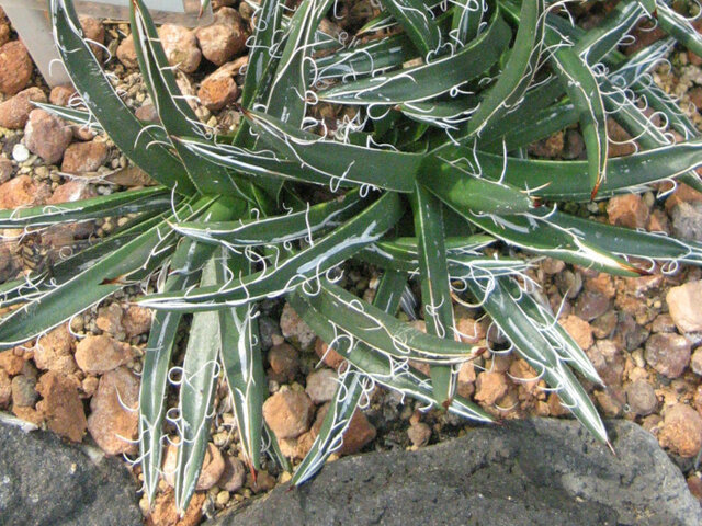 Agave parviflora