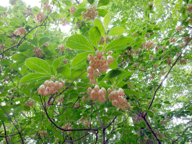 Enkianthus campanulatus