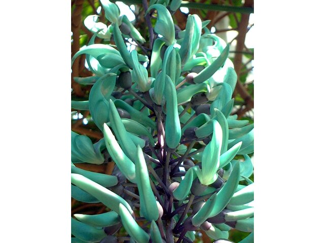 Jade vine