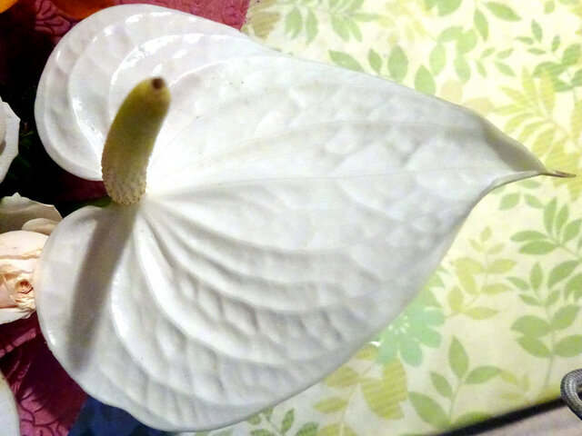 Anthurium