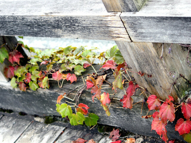 Parthenocissus tricuspidata