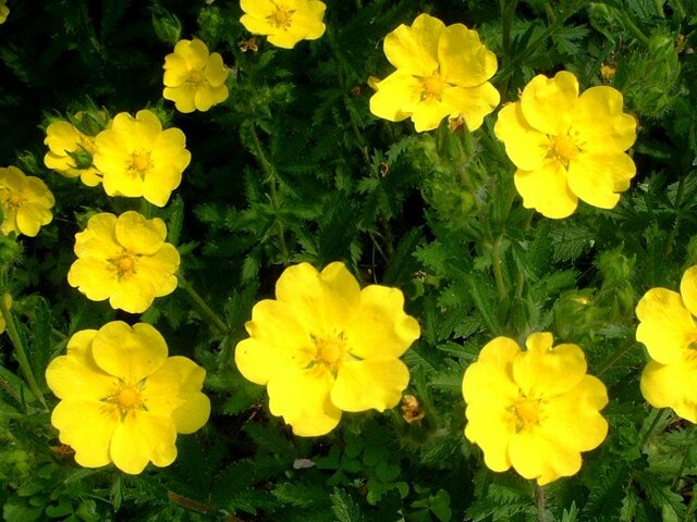 Potentilla recta