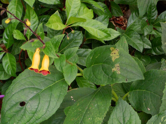 ７月の黄色い花【特集】 | かぎけん花図鑑