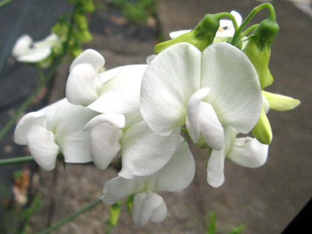 Lathyrus latifolius