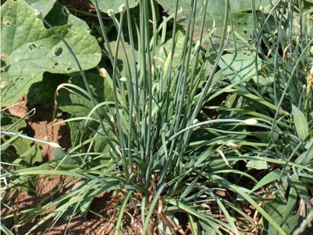 Allium tuberosum