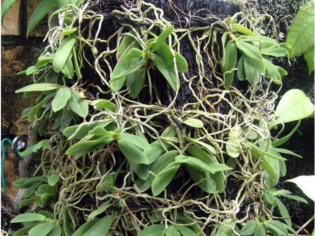 Gastrochilus japonicus