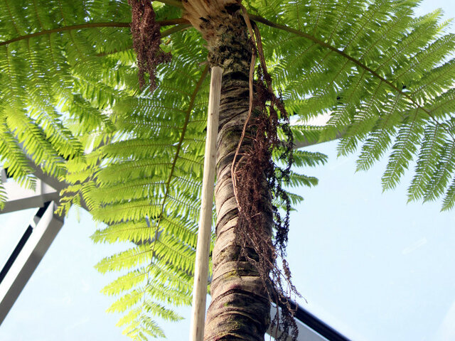 Cyathea mertensiana