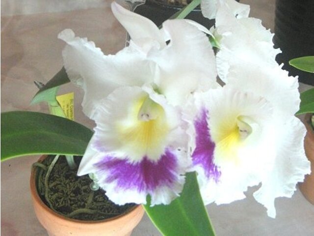 Cattleya