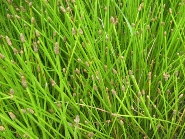 Eleocharis mamillata var. cyclocarpa