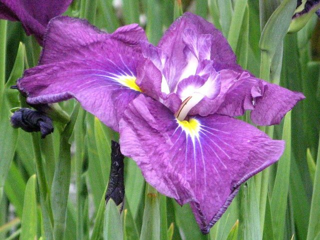 Japanese Iris 'Daikagura'