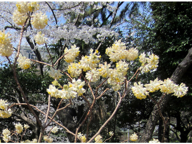 2月15日の誕生花 三椏 杉の葉 スイートピー ヒマラヤスギ 紫花菜 かぎけん花図鑑