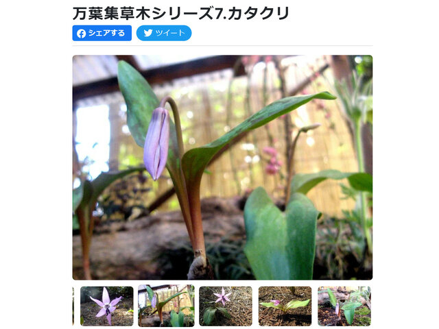 Dog tooth violet