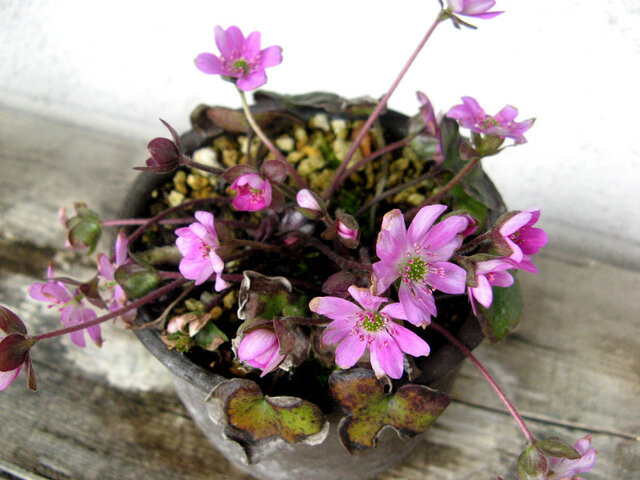 Anemone hepatica