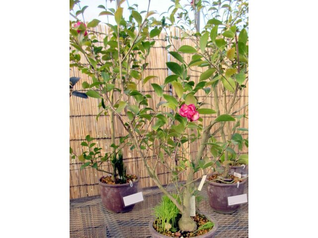 山茶花 '花笠' | Camellia sasanqua cv. Hanagasa | かぎけん花図鑑