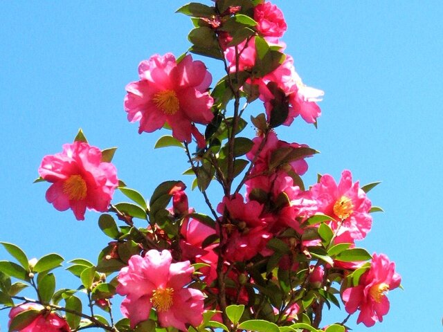 12月4日の誕生花 山茶花 葉牡丹 酸い葉 科技研花图画书