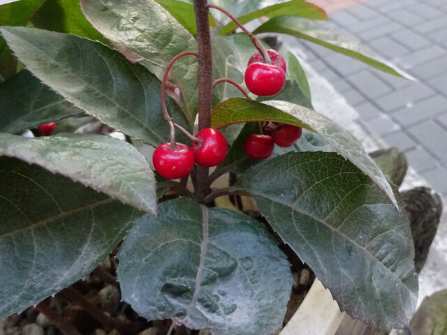 Ardisia japonica