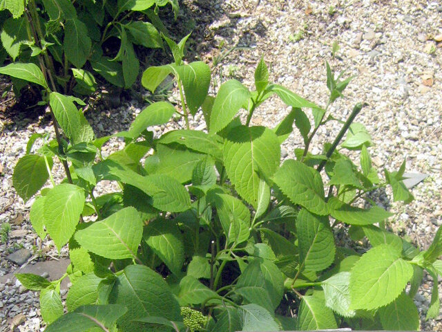 Siberian hydrangea