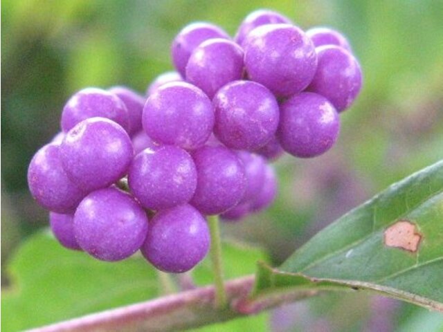 コムラサキ Callicarpa Dichotoma かぎけん花図鑑