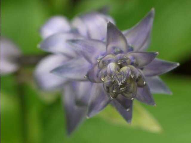 Hosta sieboldii