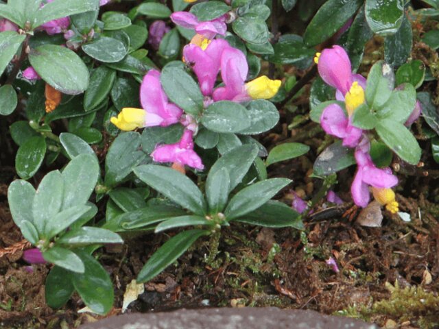 トキワヒメハギ Polygala Chamaebuxus Var Grandiflora かぎけん花図鑑