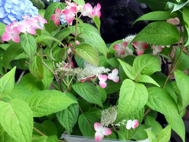 Hydrangea serrata