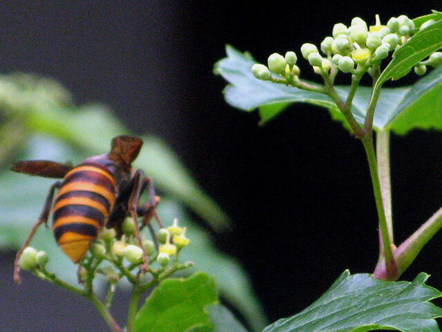 Ampelopsis brevipedunculata 