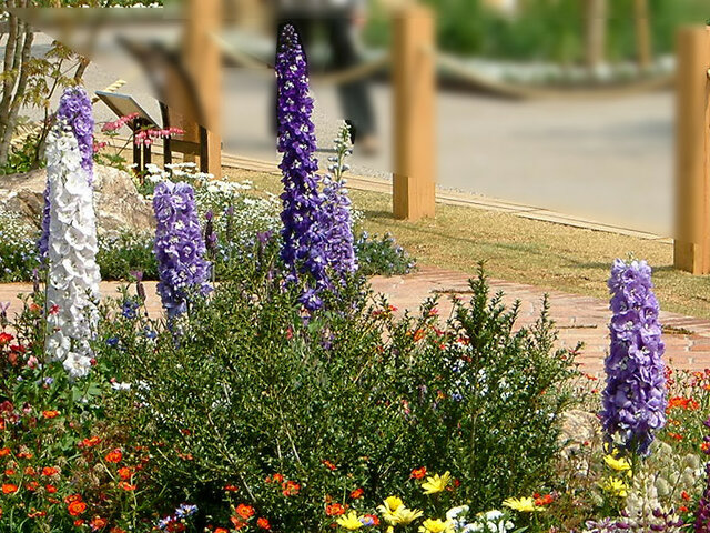 Delphinium lark spur