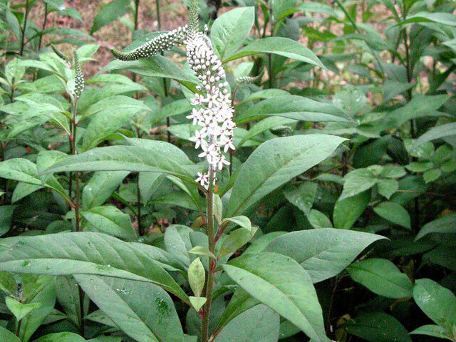 gooseneck loosestrife