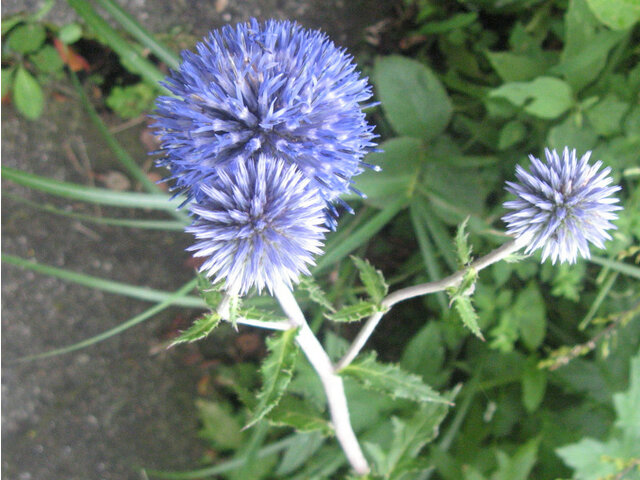 Echinops setifer