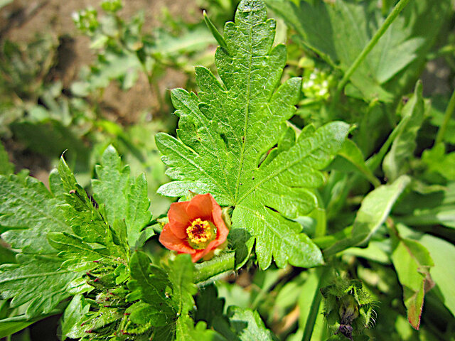 Modioa caroliniana