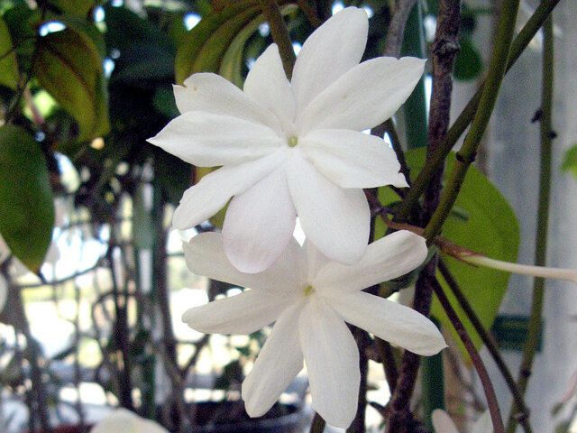 Royal jasmine