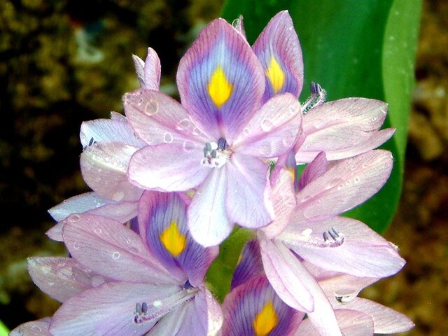 Eichhornia crassipes