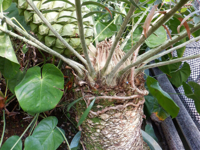 Encephalartos manikensis