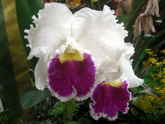 Cattleya