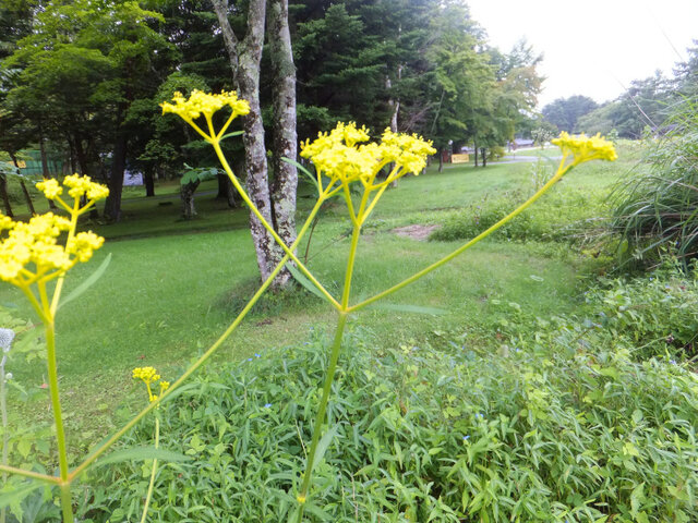 誕生花 8月16日 唐糸草 女郎花 科技研花图画书