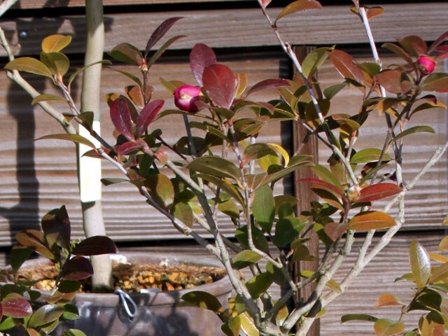 Camellia sasanqua 'Mikuni-kou'