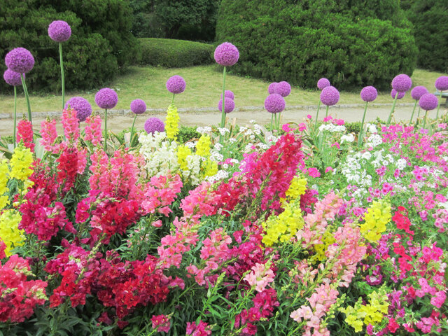 Allium Giganteum