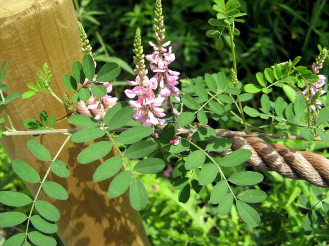 Indigofera pseudotinctoria