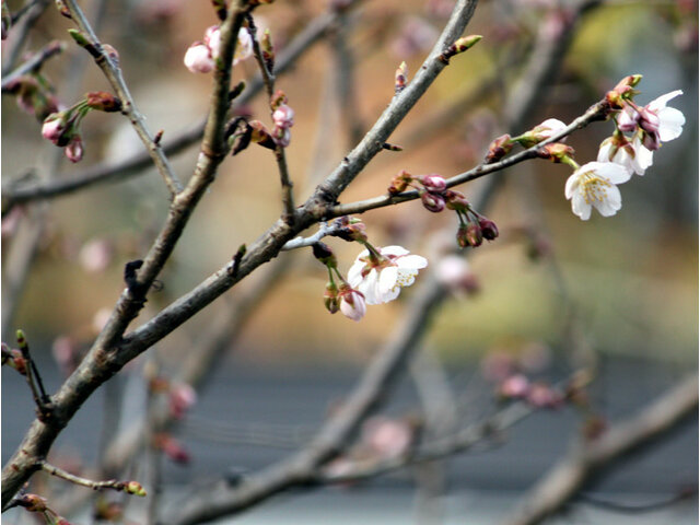 Izayoi zakura