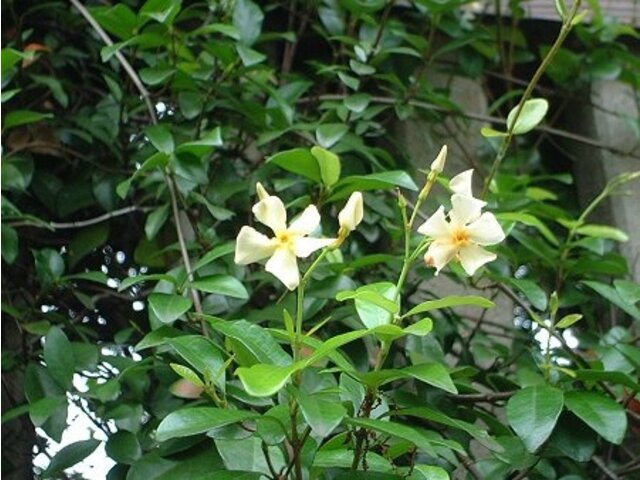 Asian jasmine