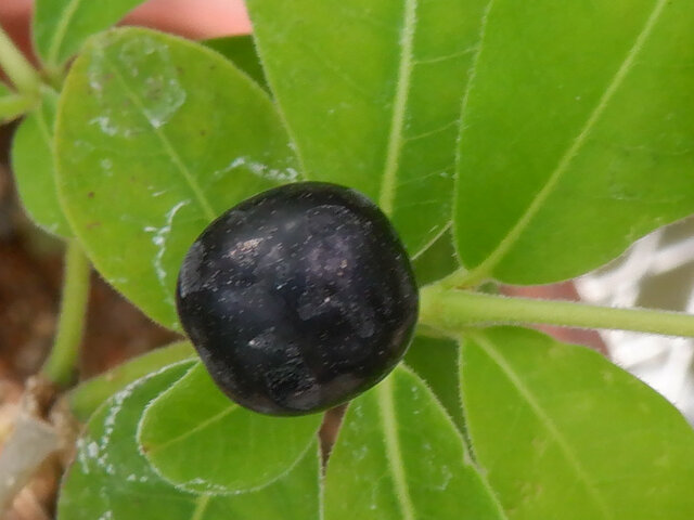 Rauvolfia tetraphylla