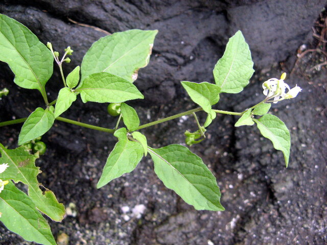 Eastern black nightshade　Eastern black nightshade