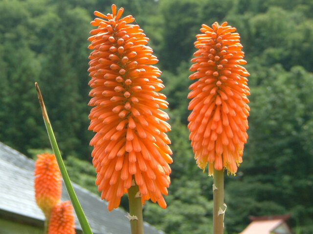 誕生花 8月4日 トリトマ パイナップルリリー フロックス かぎけん花図鑑