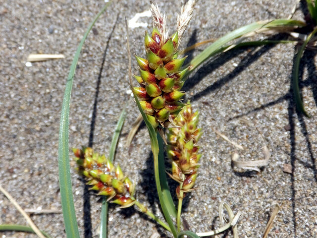 コウボウシバ | Carex pumila | かぎけん花図鑑