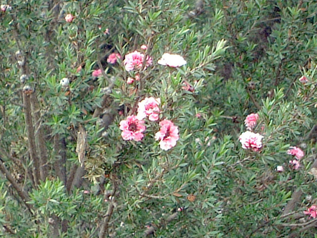 Leptospermum scoparium