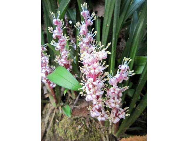 キチジョウソウ Reineckea Carnea かぎけん花図鑑