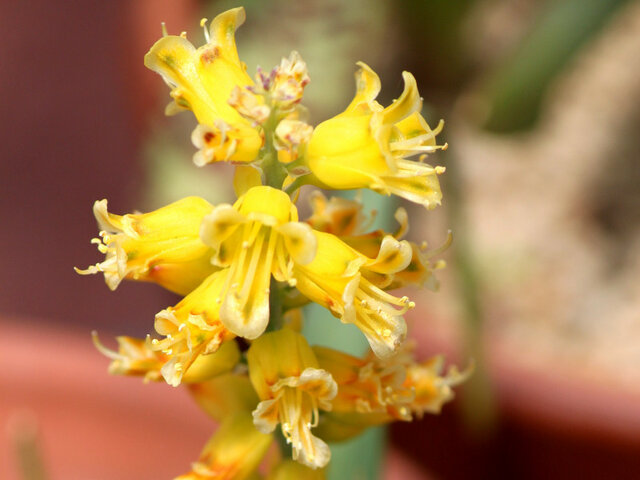 Lachenalia mathewsii