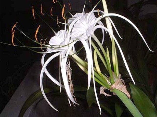 スパイダーリリー | Hymenocallis caribaea | かぎけん花図鑑