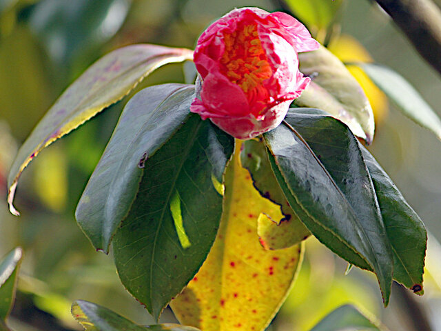 Camellia Gekkabijin
