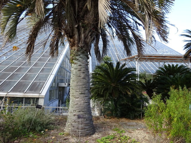 Butia capitata